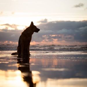 Meet your Posher, Maja